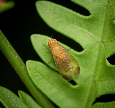 Closeup shot of a phaonia pallida insect perched on a lush green leaf.