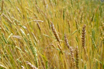 Close-up of a field of wheat plants in the countryside