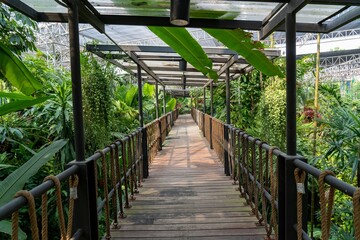 Scenic view of a wooden pathway in a lush tropical garden