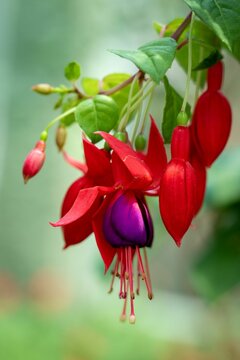 Vertical closeup of red fuchsia flowers blooming in a garden
