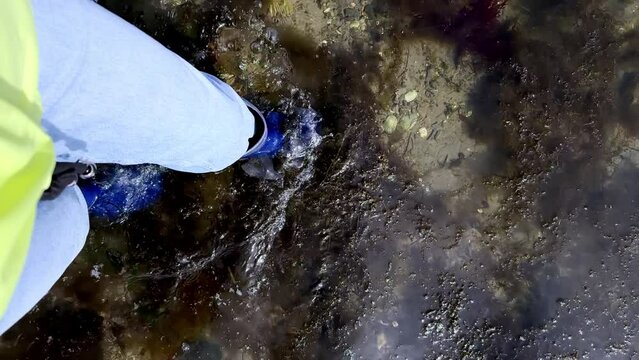 a woman in blue jeans and blue rubber boots walks in shallow water with Fucus vesiculosus brown seaweed. top view. High quality 4k. vertical video