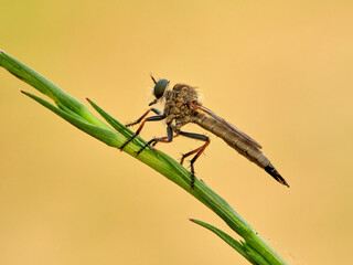 Common brown robberfly insect. Asilidae. 