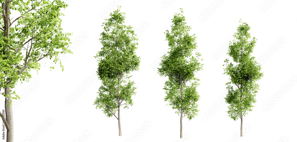 Wall mural black alder trees isolated on transparent background and selective focus close-up. 3d render.