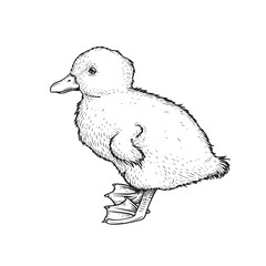 Hand drawn sketch style duckling. Cute baby duck. Poultry. Best for Easter themed designs. Retro style. Vector illustration on white.