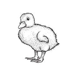Hand drawn sketch style duckling. Cute baby duck. Poultry. Best for Easter themed designs. Retro style. Vector illustration on white.