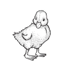 Hand drawn sketch style duckling. Cute baby duck. Poultry. Best for Easter themed designs. Retro style. Vector illustration on white.