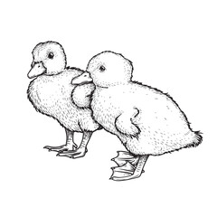 Hand drawn sketch style ducklings. Cute baby duck. Poultry. Best for Easter themed designs. Retro style. Vector illustration on white.