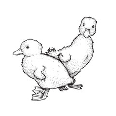 Hand drawn sketch style ducklings. Cute baby duck. Poultry. Best for Easter themed designs. Retro style. Vector illustration on white.