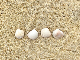 shells on the white sand