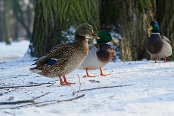 Flock of domestic ducks strolling along a snowy landscape