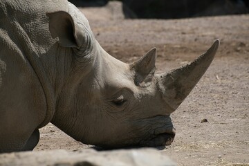 Fototapeta premium Rhinoceros standing in zoo