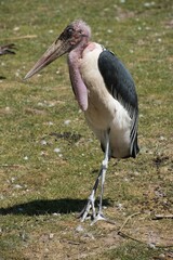Marabou bird standing in grassland