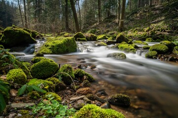 Obraz premium Tranquil stream meandering through a lush forest, with moss-covered rocks jutting out of the water