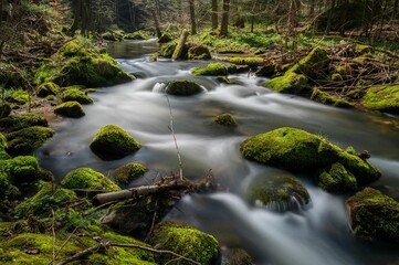 Obraz premium Tranquil stream meandering through a lush forest, with moss-covered rocks jutting out of the water