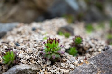 a closeup of Common houseleek in a rocky terrain