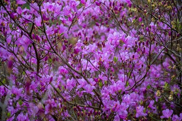 a closeup of pink blossoms on a tree