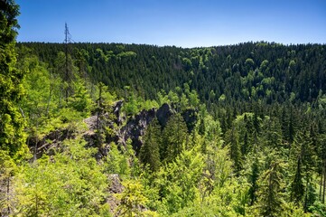 Greenery field with dense trees