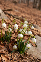 Group of snowdrops in the spring forest