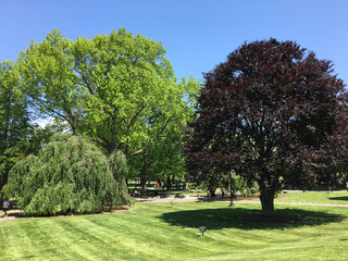 Lush green trees in the park in Boston, Massachusetts