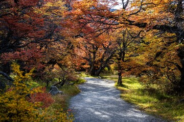 Scenic pathway winding through a vibrant autumn forest of red-hued trees and leaves in El Chalten.