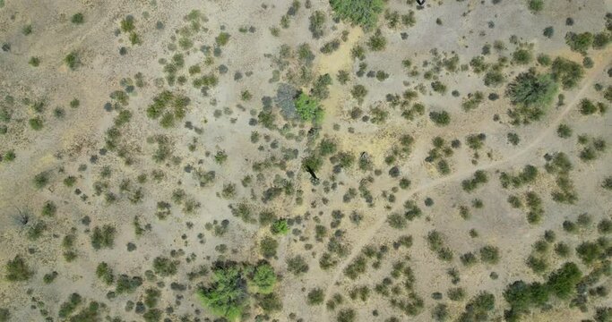 Top view of a deserted land with green bushes and cactuses on a sunny day