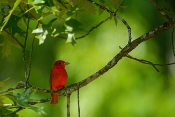 a bright red bird perched on top of a tree branch