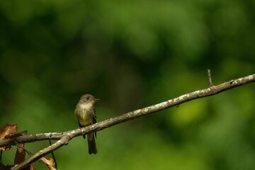 Small bird perched atop a tree branch in a lush natural setting, with green leaves