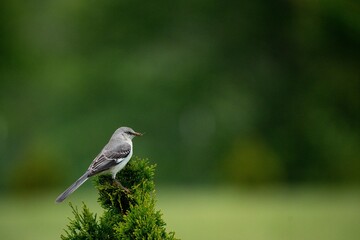 a grey bird sitting on top of a green tree branch