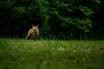 Fototapeta premium Fox sits in a field of tall grass, isolated in its environment