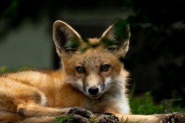an orange fox resting on the ground in the grass looking at the camera