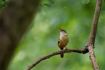 Cheerful little bird perched atop a lush green tree branch surrounded by a backdrop of foliage