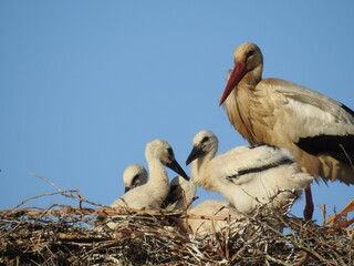 Stork with its babies perched on a grassy nest against a blue sky