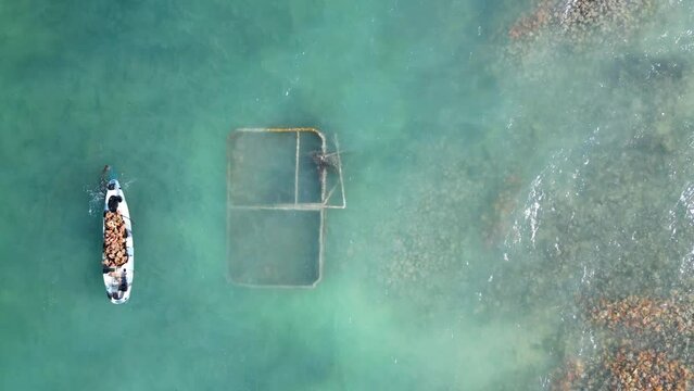 Aerial view of a skilled diver catching conch off the Turks and Caicos Islands' shores.