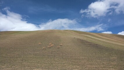 Fototapeta na wymiar Antelopes walking on a hillside