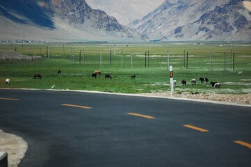 Herd of horses grazing in the green meadow under brown mountain on a sunny day