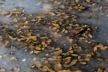 Herbstlaub eingefroren im Wasser