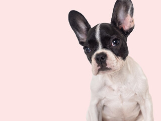 Cute puppy sitting on the table. Studio shot. Isolated background. Clear, sunny day. Close-up, indoors. Day light. Concept of care, education, obedience training and raising pets