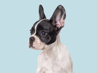 Cute puppy sitting on the table. Studio shot. Isolated background. Clear, sunny day. Close-up, indoors. Day light. Concept of care, education, obedience training and raising pets