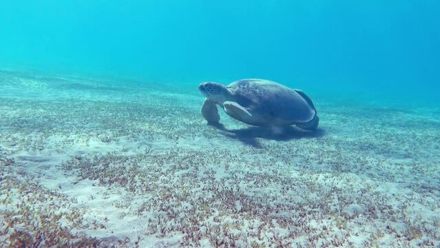 wonderful green sea turtle hovering over the seabed