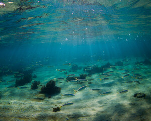 School of fish swimming in clear blue water.