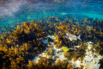 Grouper fish swimming around kelp seaweed.