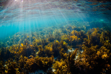 Light rays over kelp seaweed underwater.