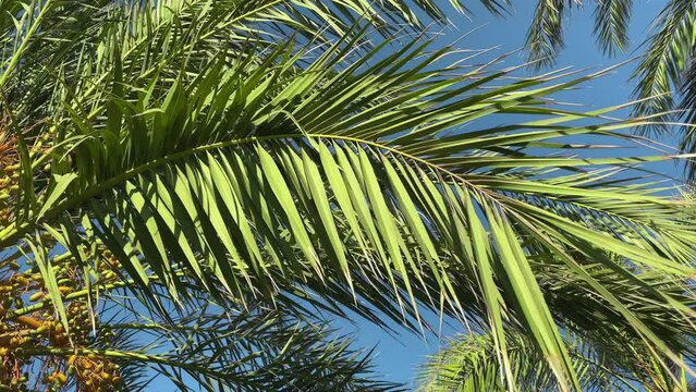 Closeup of tropical green leaves of palm trees with blue sky in the background