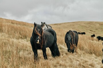 Group of Fell ponies grazing in a golden meadow.