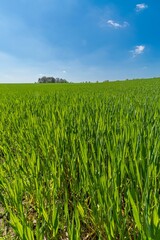 Large expanse of lush, green grass against a blue sky.