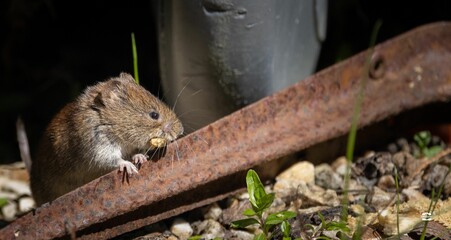 A closeup shot of a small field vole scurrying around in a garden - obrazy, fototapety, plakaty