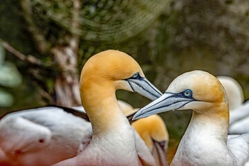 Northern gannet birds (Morus bassanus) in the park