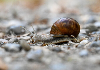 Close up of a giant snail with brown shell on gravel