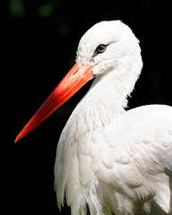 Closeup of a white stork on the black background