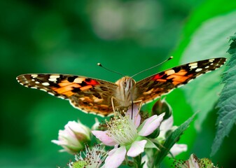 Closeup shot of Vanessa cardui, commonly called the painted lady.